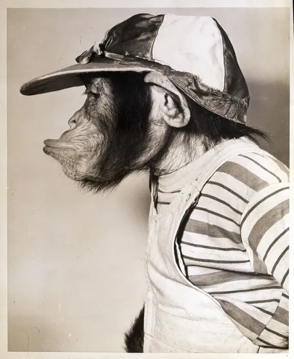 Framed Print : Monkey Pursing Lips and Wearing Jockey Hat Framed Print : Monkey Pursing Lips and Wearing Jockey Hat