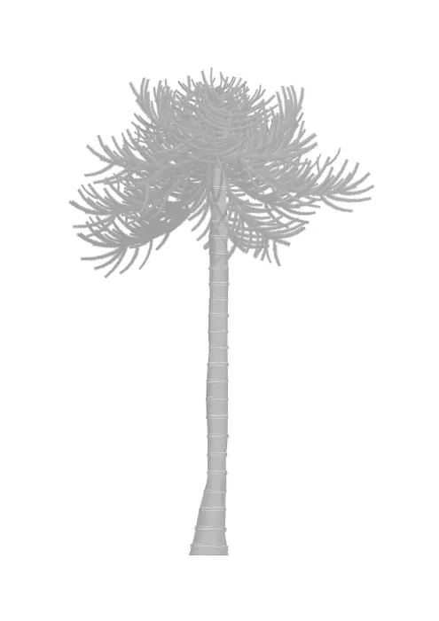 Framed Print : Monkey puzzle tree