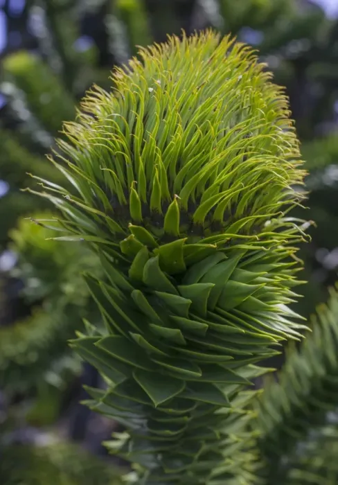 Framed Print : Monkey puzzle tree -Araucaria araucana-, Conguillio National Park, Melipeuco, Region de la Araucania, Chile
