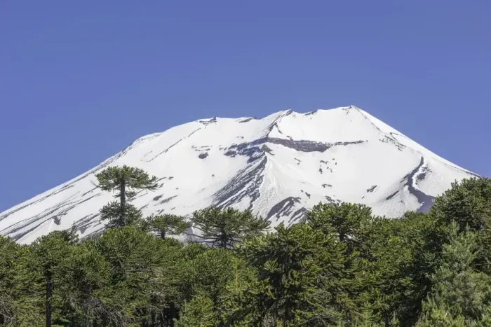 Framed Print : Monkey Puzzle Tree -Araucaria araucana- and Lonquimay volcano, Lonquimay, Region de la Araucania, Chile Framed Print : Monkey Puzzle Tree -Araucaria araucana- and Lonquimay volcano, Lonquimay, Region de la Araucania, Chile