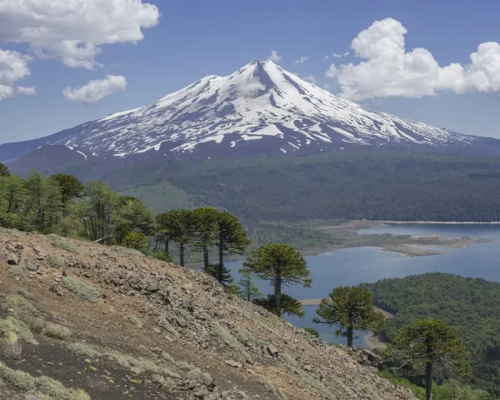 Framed Print : Monkey puzzle trees -Araucaria araucana-, Llaima volcano and Conguillio Lake, Conguillio National Park, Melipeuco, Region de la Araucania, Chileile Framed Print : Monkey puzzle trees -Araucaria araucana-, Llaima volcano and Conguillio Lake, Conguillio National Park, Melipeuco, Region de la Araucania, Chileile
