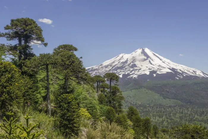 Framed Print : Monkey puzzle treess -Araucaria araucana- and Llaima volcano, Conguillio National Park, Melipeuco, Region de la Araucania, Chile Framed Print : Monkey puzzle treess -Araucaria araucana- and Llaima volcano, Conguillio National Park, Melipeuco, Region de la Araucania, Chile