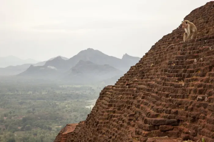 Framed Print : Monkey resting in one temples of Sigiriya Framed Print : Monkey resting in one temples of Sigiriya