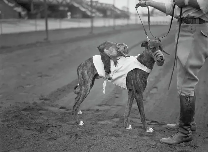 Framed Print : Monkey Strapped to Dog for a Race Framed Print : Monkey Strapped to Dog for a Race