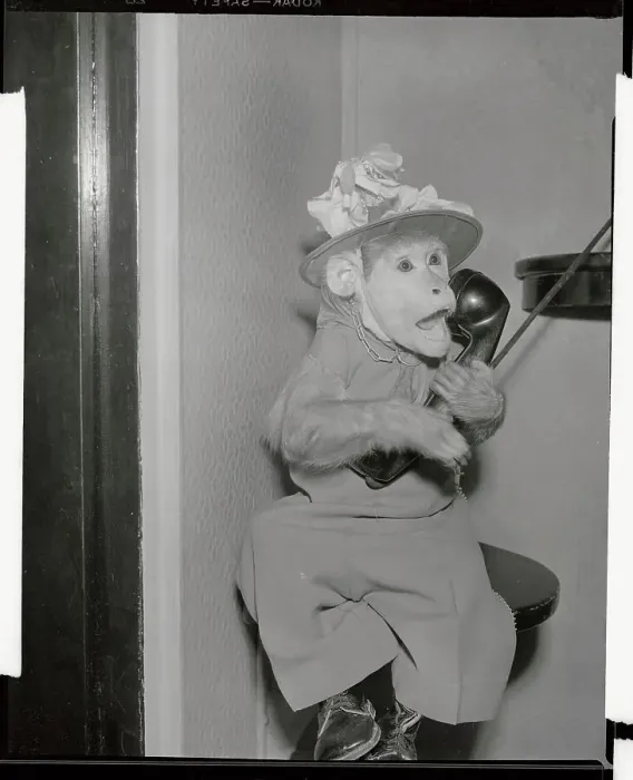 Framed Print : Monkey Talking on the Telephone Framed Print : Monkey Talking on the Telephone