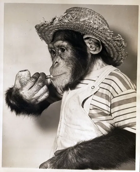 Framed Print : Monkey W / Corncob & Straw Hat Framed Print : Monkey W / Corncob & Straw Hat