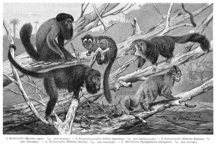 Framed Print : Monkeys engraving 1895