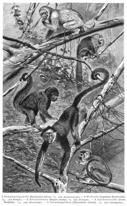 Framed Print : Monkeys engraving 1895 Framed Print : Monkeys engraving 1895
