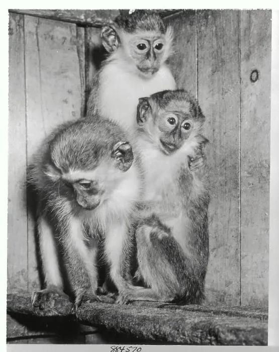 Framed Print : Monkeys Huddling Together Framed Print : Monkeys Huddling Together