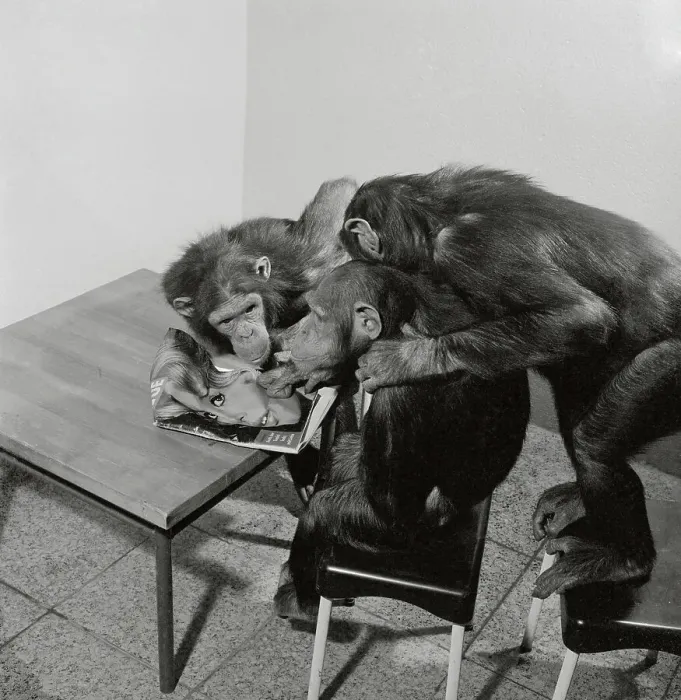 Framed Print : Monkeys Looking at Photo of Brigitte Bardot Framed Print : Monkeys Looking at Photo of Brigitte Bardot
