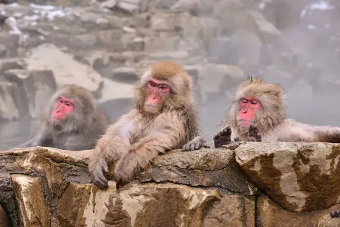 Framed Print : Monkeys at Wild Snow Monkey Park, Nagano Prefecture, Japan Framed Print : Monkeys at Wild Snow Monkey Park, Nagano Prefecture, Japan