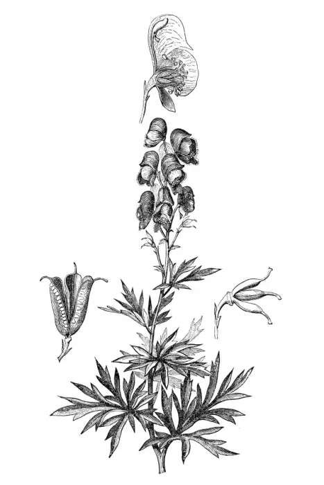 Framed Print : Monkshood (Aconitum napellus) Framed Print : Monkshood (Aconitum napellus)