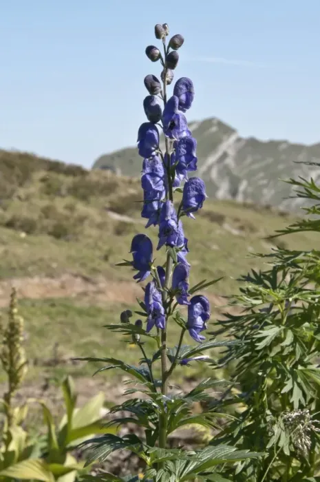 Framed Print : Monkshood -Aconitum napellus-, region of the Kanisfluh massif, Mellau, Austria, Europe Framed Print : Monkshood -Aconitum napellus-, region of the Kanisfluh massif, Mellau, Austria, Europe