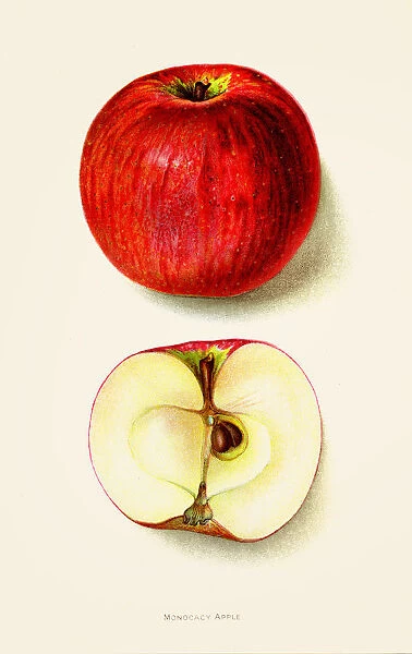 Monocacy apple illustration 1892
