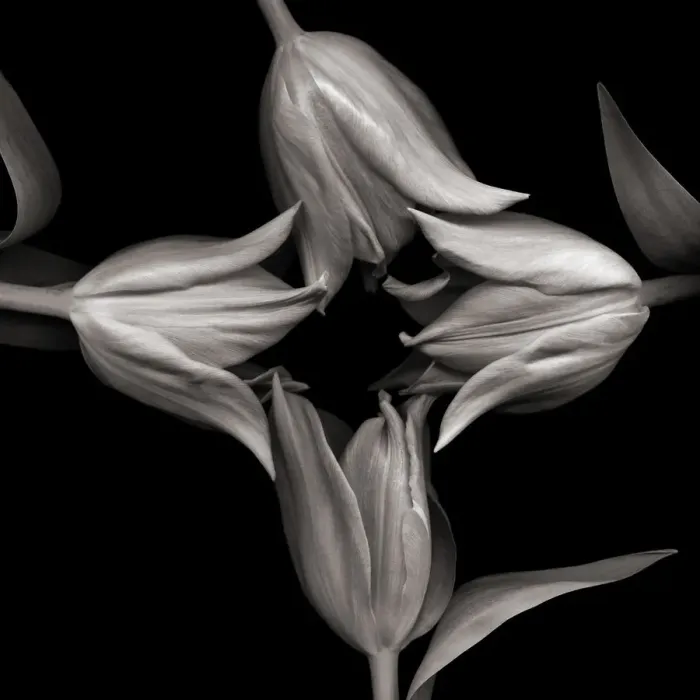 Framed Print : Monochromatic tulips Framed Print : Monochromatic tulips