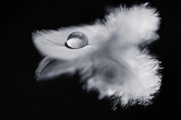 Monochrome Photograph of Bird Feather with Water Droplet on