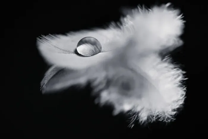 Framed Print : Monochrome Photograph of Bird Feather with Water Droplet on Framed Print : Monochrome Photograph of Bird Feather with Water Droplet on