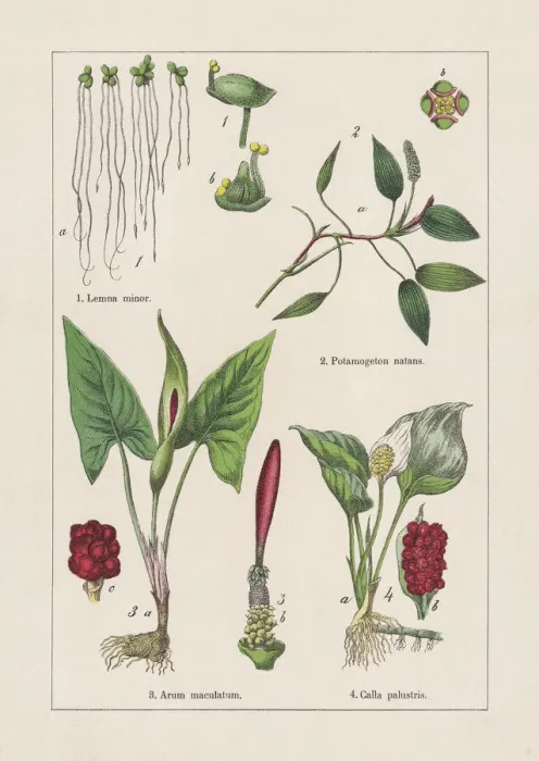 Framed Print : Monocotyledons, Alismatales, chromolithograph, published in 1895 Framed Print : Monocotyledons, Alismatales, chromolithograph, published in 1895