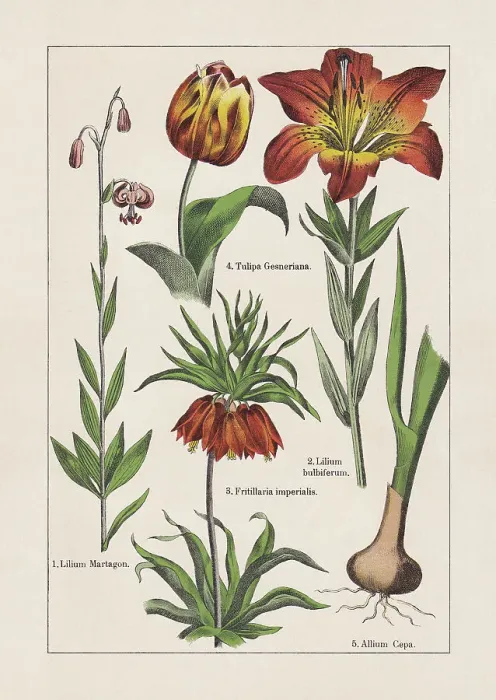 Framed Print : Monocotyledons, chromolithograph, published in 1895 Framed Print : Monocotyledons, chromolithograph, published in 1895