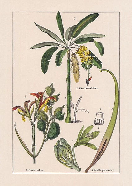 Monocotyledons, musaceae, chromolithograph, published in 1895