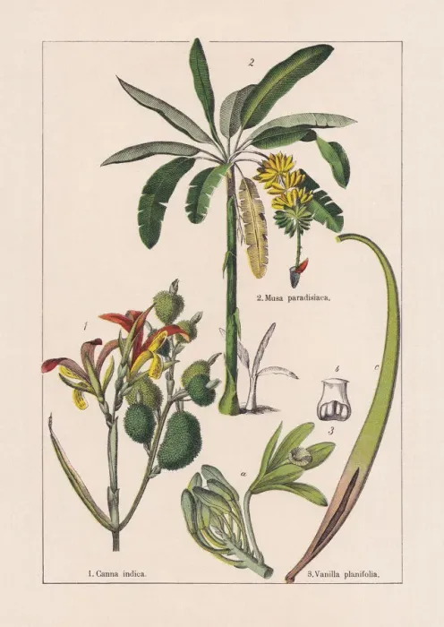 Framed Print : Monocotyledons, musaceae, chromolithograph, published in 1895 Framed Print : Monocotyledons, musaceae, chromolithograph, published in 1895