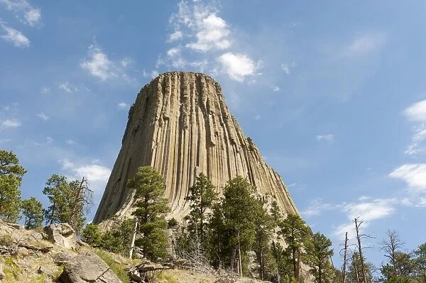 Monolith, phonolite volcanic rock, basalt, light forest of Ponderosa Pines -Pinus ponderosa-, Devils Tower National Monument, Wyoming, USA, United States of America, North America