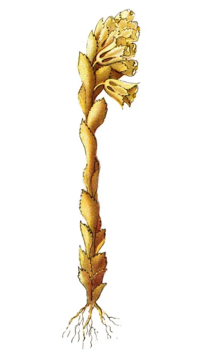 Framed Print : Monotropa hypopitys -- called Dutchmans pipe, false beech-drops, pinesap, or yellow Framed Print : Monotropa hypopitys -- called Dutchmans pipe, false beech-drops, pinesap, or yellow