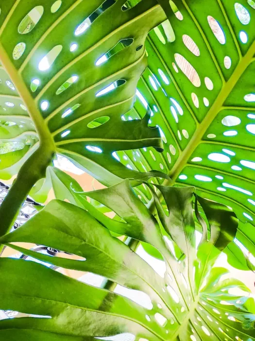 Framed Print : Monstera. Giant Monstera deliciosa leaves with fenestrations