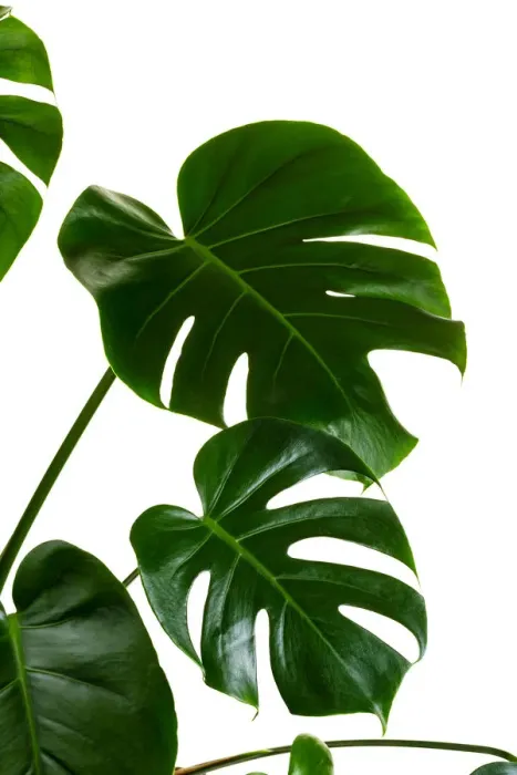 Framed Print : Monstera deliciosa palm house plant isolated on white Framed Print : Monstera deliciosa palm house plant isolated on white