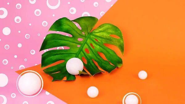 Monstera leaf on orange and pink background