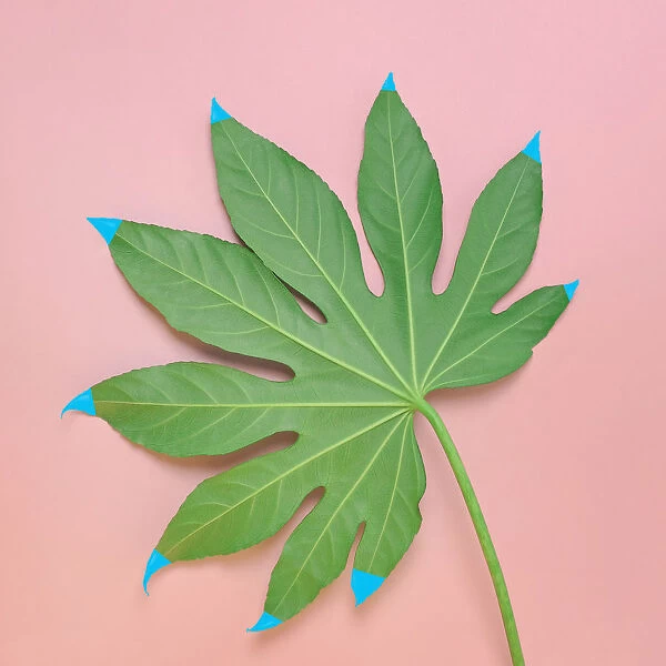 Monstera leaf with painted tips