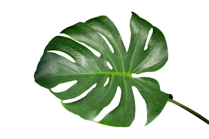 Framed Print : Monstera leaves leaves with Isolate on white background Leaves on white Framed Print : Monstera leaves leaves with Isolate on white background Leaves on white