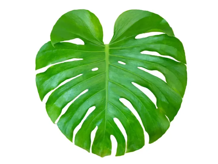 Framed Print : Monstera leaves leaves with Isolate on white background Leaves on white Framed Print : Monstera leaves leaves with Isolate on white background Leaves on white