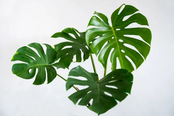 Framed Print : Monstera leaves leaves with Isolate on white background Leaves on white Framed Print : Monstera leaves leaves with Isolate on white background Leaves on white