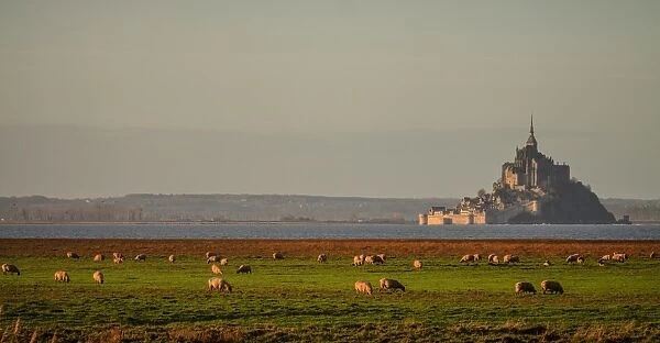 Mont-Saint-Michel with sheeps at sunrise