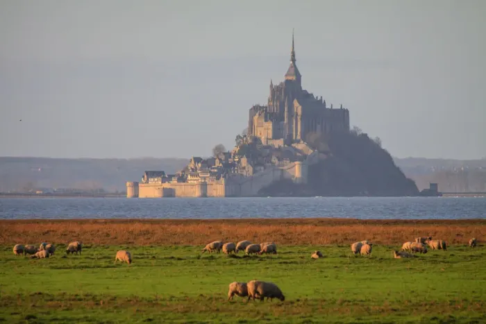 Framed Print : Mont-Saint-Michel with sheeps at sunrise