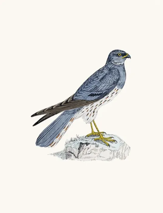 Framed Print : Montagus Harrier bird