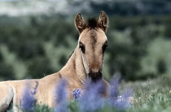 Montana. Other common names: cayuse, bronco. Feral horse breed found in Mexico and plains