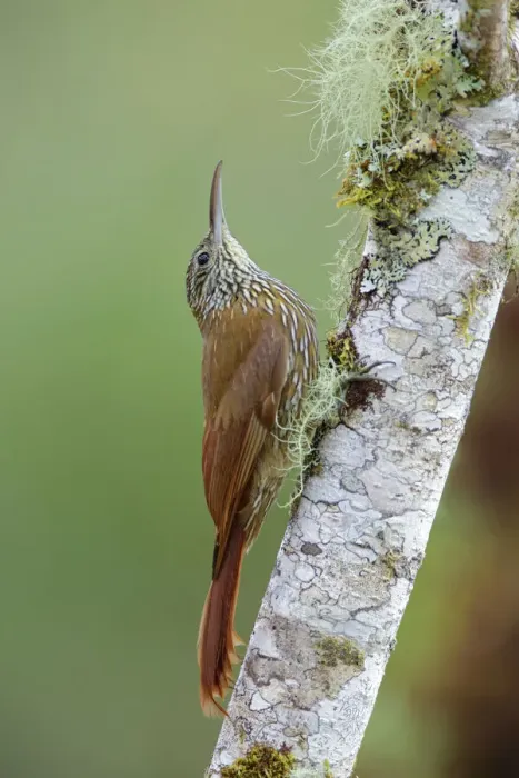 Framed Print : Montane woodcreeper (Lepidocolaptes lacrymiger)