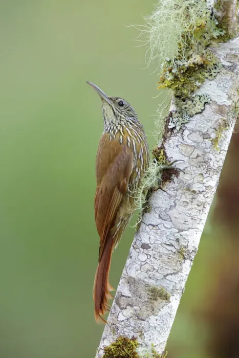 Framed Print : Montane woodcreeper (Lepidocolaptes lacrymiger) Framed Print : Montane woodcreeper (Lepidocolaptes lacrymiger)
