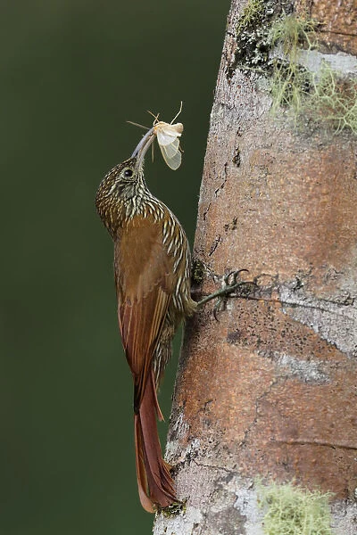 Montane woodcreeper (Lepidocolaptes lacrymiger)