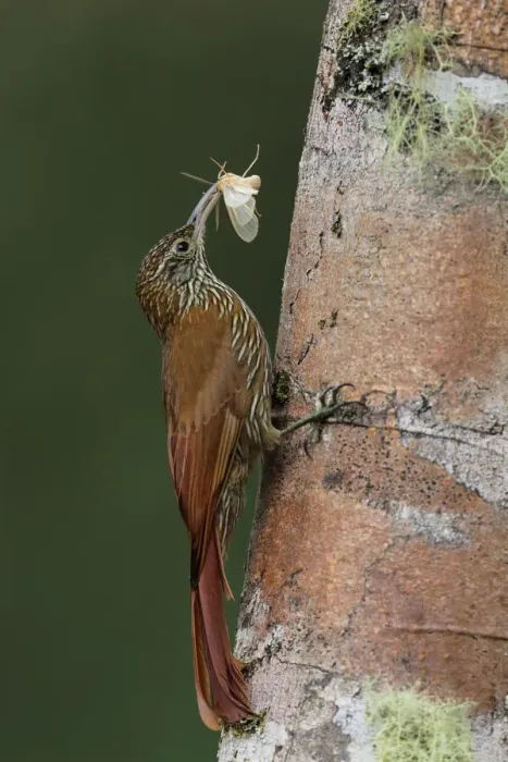 Framed Print : Montane woodcreeper (Lepidocolaptes lacrymiger) Framed Print : Montane woodcreeper (Lepidocolaptes lacrymiger)