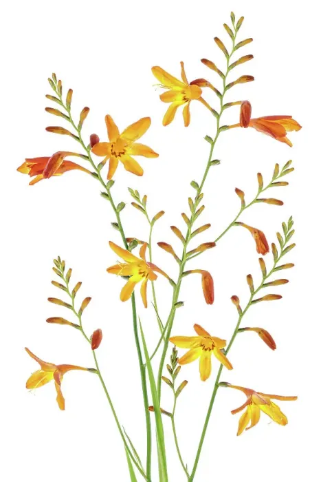 Framed Print : Montbretia Framed Print : Montbretia