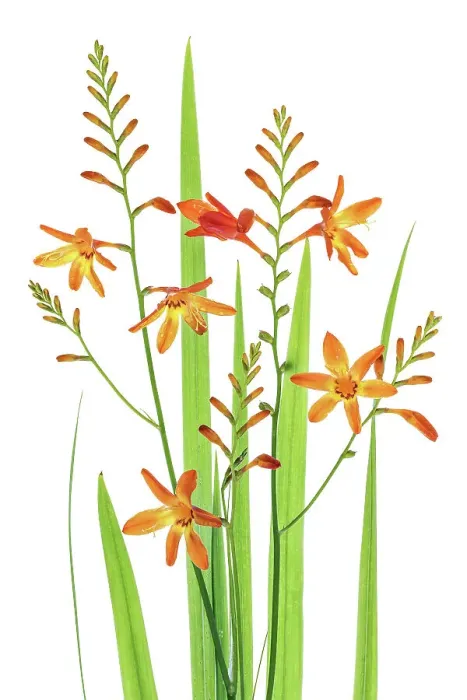 Framed Print : Montbretia Framed Print : Montbretia