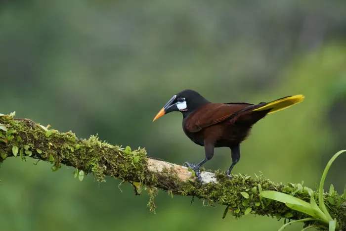 Framed Print : Montezuma Oropendola (Psarocolius montezuma) Framed Print : Montezuma Oropendola (Psarocolius montezuma)