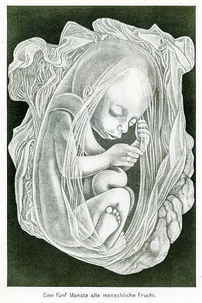 Five month baby anatomy engraving 1857