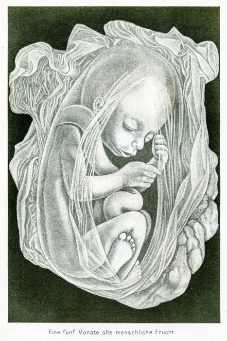 Framed Print : Five month baby anatomy engraving 1857 Framed Print : Five month baby anatomy engraving 1857