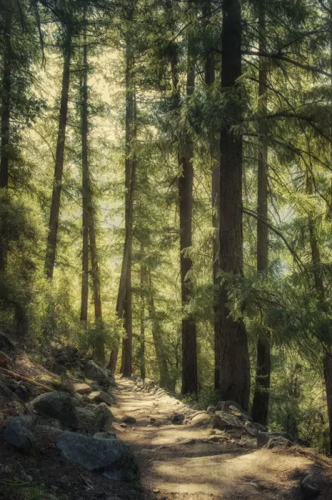 Framed Print : Moody forest path Framed Print : Moody forest path