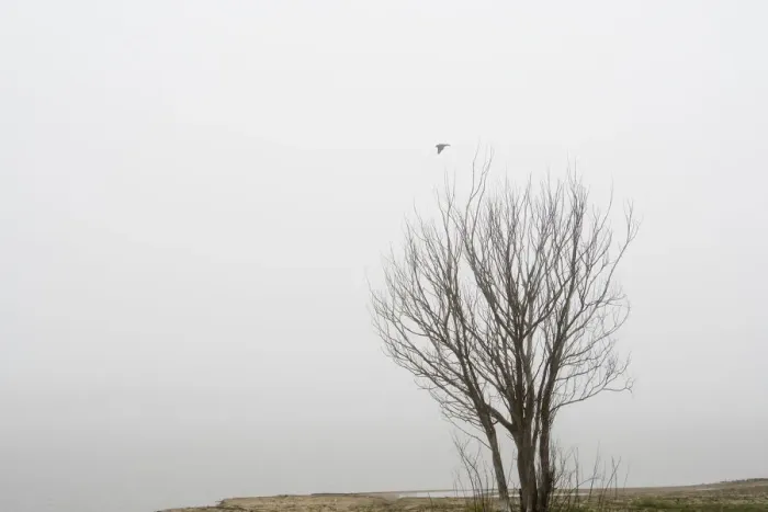Framed Print : Moody landscape with tree and black bird