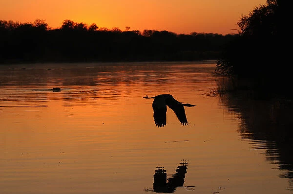 Moody sunrise with heron and hippo. Kruger National Park,s Africa